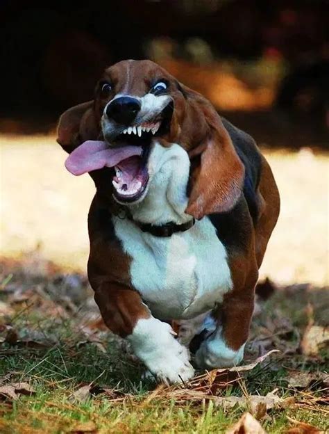 14 Hilarious Basset Hound Pics You Wont Forget In 2021 Dog Runs
