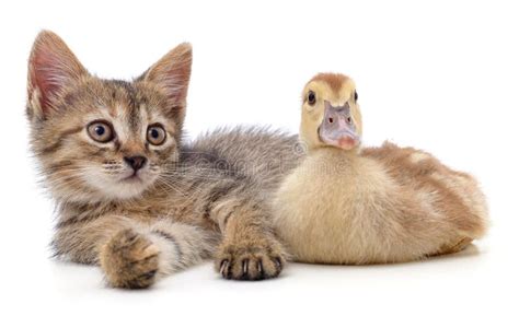 Kitten And Duckling Stock Image Image Of Domestic Friendly 195207489