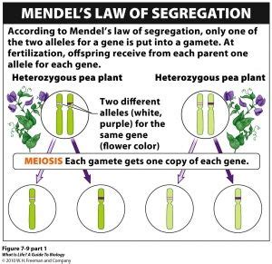 Mendel discovered the principles of inheritance with experiments in which a large number of pea plants were crossed. Mendel's Law of Segregation | Science biology, Biology ...