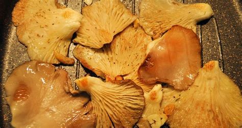 Nutritional properties of mushrooms | Morning Ag Clips