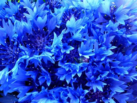 Nomi, fiori, succulente da appartamento e da esterno. Nomi Fiori Blu / Una Pianta Con Piccoli Fiori Blu Elenco ...