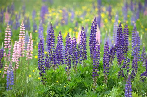 Free Picture Summer Green Grass Nature Lupine Flowers Grass