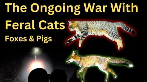 Shooting Feral Cats Foxes And Pigs Youtube