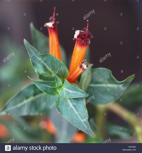Cuphea Ignea Cigar Flower Small Bright Red With Black And White Lip