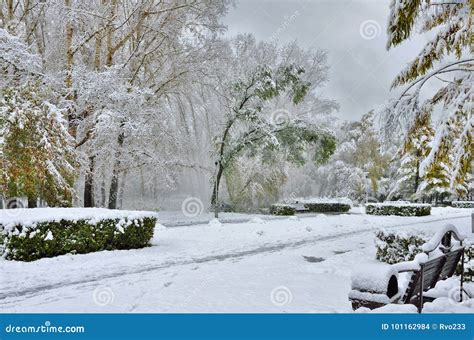 First Snowfall In The Autumn City Park Stock Photo Image Of Bushes