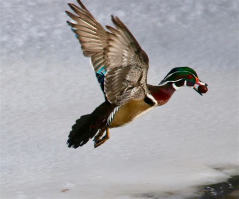 Wood Duck In Flight With Acorn Feederwatch