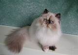 12 Secrets You Will Not Want To Know About Himalayan Kitten Knoxville Tn | Himalayan Kitten ...