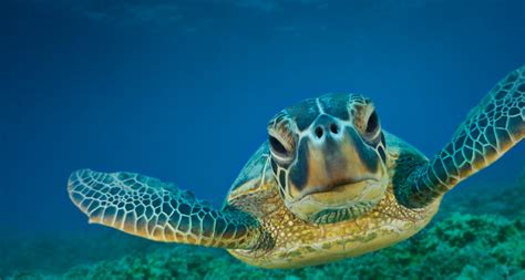 47 Bing Sea Turtle Wallpaper On Wallpapersafari