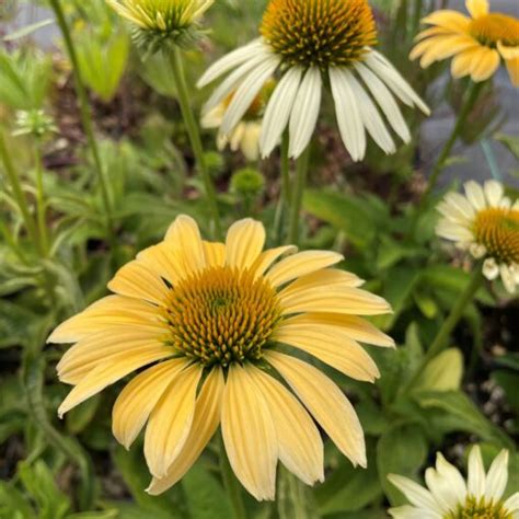 Echinacea Purpurea Mellow Yellows Coneflower 4 Pot Little