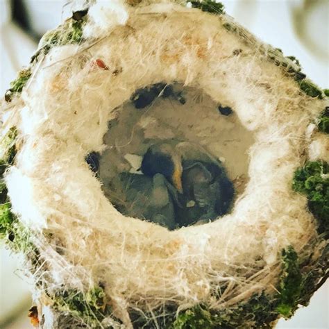 Hummingbird Babies In Nest