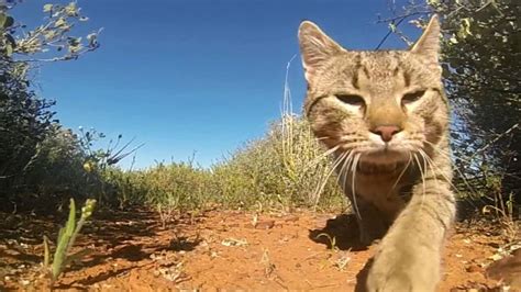 Australias Feral Cats Kill One Million Reptiles Every Day Study