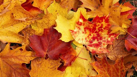 Autumn Wallpaper ·① Download Free Cool Hd Wallpapers For Desktop