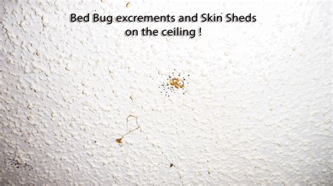 Bed Bug Eggs On Wall Bangdodo