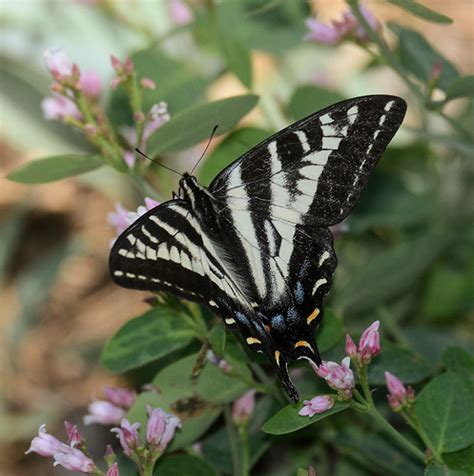 Pale Swallowtail Papilio Eurymedon Bugguide Net
