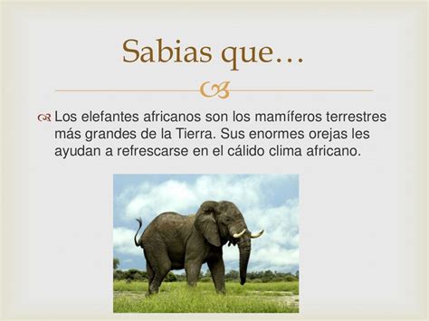 Elefante