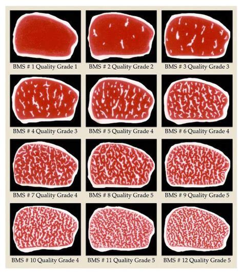 What Is Wagyu Beef Exactly Bbq Champs Academy