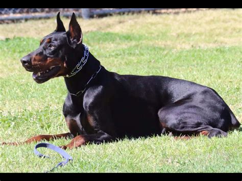 European Dobermans Doberman Pinscher Puppies For Sale