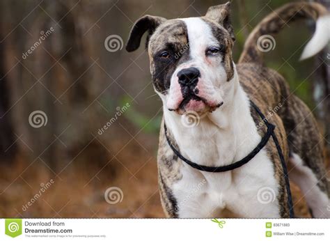 Tail Wag Brindle And White Boxer Terrier Mixed Breed Dog