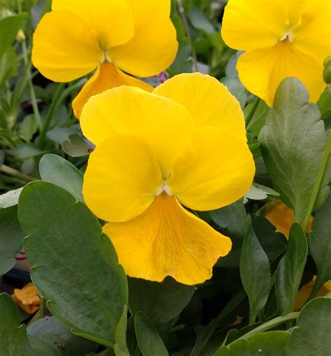 Cool Wave Golden Yellow Pansy | Natorp's Online Plant Store
