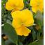 Cool Wave Golden Yellow Pansy  Natorps Online Plant Store