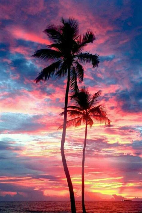 Palm Tree Sunset Logo
