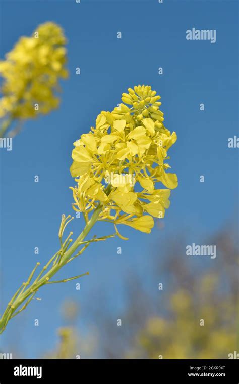 Black Mustard Brassica Nigra Stock Photo Alamy