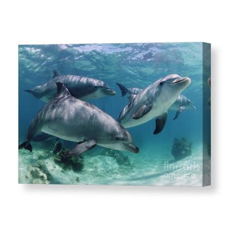 Group Of Bottlenose Dolphins Underwater Photograph Canvas Print