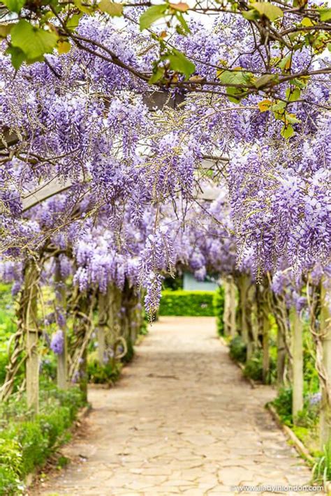 Best Places To See Wisteria In London 5 Pretty Spots To See It In