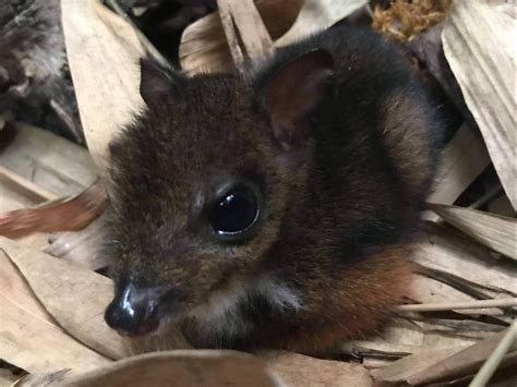 Mouse deer born at bristol zoo is the height of a pencil. Rare mouse deer born in UK zoo weighing less than bag of sugar