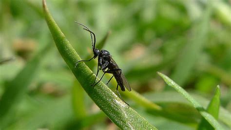 Fungus Gnats How To Identify Prevent And Control Them