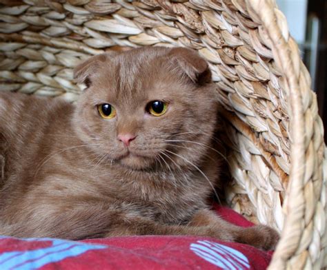 Cute Scottish Fold Cat In Chocolate Pets Pinterest