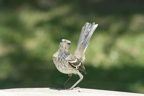 Limited time sale easy return. Baby Mockingbird posing for me. | Mama bird, Birds, Animals