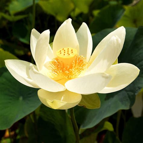 Lotus Seeds Plant Pk