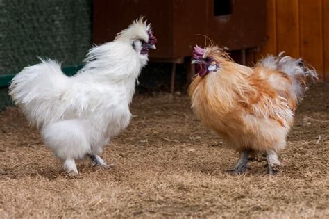 The 9 Rarest Chicken Breeds In The World Chickens And More