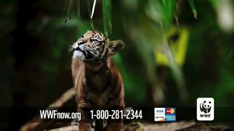 World Wildlife Fund Tv Commercial Wild Tigers Ispottv