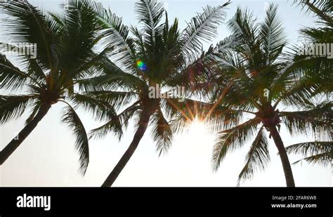 Palm Trees Beach Sunlight Stock Videos Footage HD And K Video Clips Alamy