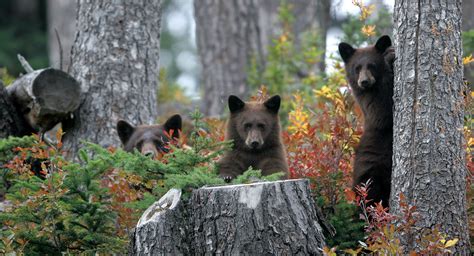 Bear Viewing In Whistler Tourism Whistler