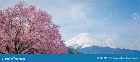 Mountain Fuji In Spring Cherry Blossom Sakura Stock Photo Image Of
