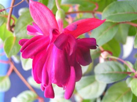 Fucsia è un colore che prende il proprio nome dal fiore della pianta fuchsia. FUCSIA o FUCHSIA: PIANTE DA BALCONE