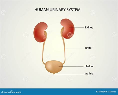 Urinary System Cartoon Vector CartoonDealer Com
