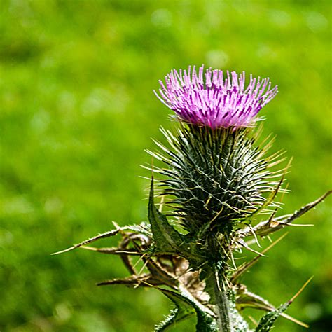 The lyrics were written by roy williamson. Flower of Scotland | I come from a nation where the ...