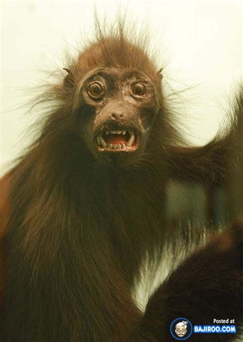21 Pictures Of Ugly Monkeys Ugly Monkey Monkey Pictures