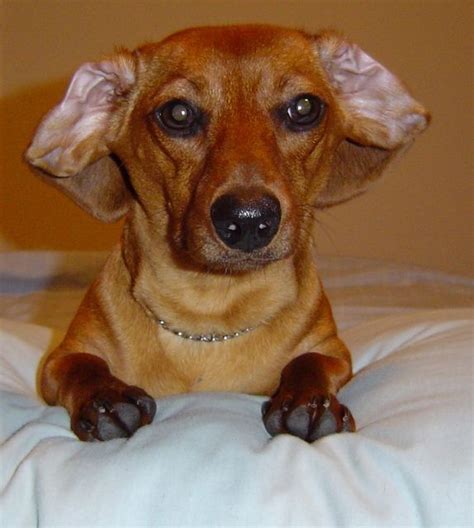 Dachshund With Popular Flipped Back Ear Position We Call These