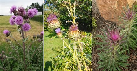 13 Native Weeds With Thistles Balcony Garden Web