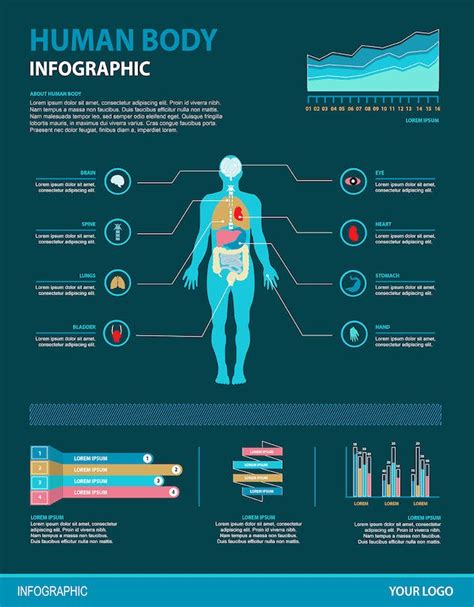Human Body Infographic Design Template Place