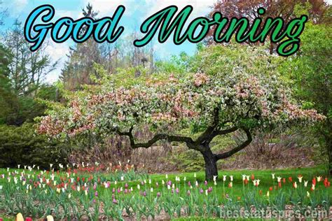 911 Beautiful Good Morning Nature Hd Images Pics 2021 Best Status Pics