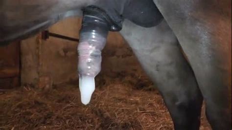 Horse Fuck The Woman Because It Has A Condom On The Cock