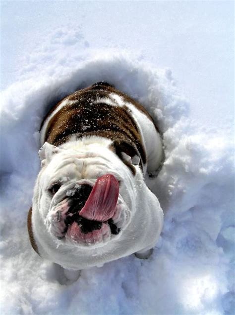 Late Winter Snow Tastes Better Than Early Winter Snow ＊ Bulldog