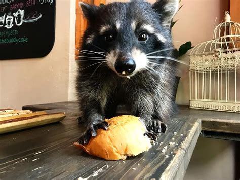 Pin On Adorablefunny Raccoons