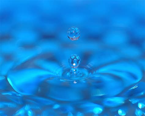 Free Images Water Drop Flower Petal Blue Macro Photography